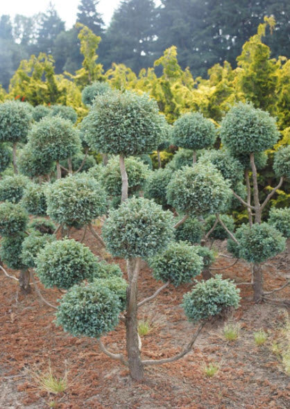 Cypress, Cyano-Viridis Pom Pom #7