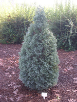 Load image into Gallery viewer, Cypress, True Blue #5
