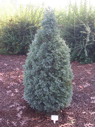 Cypress, True Blue #5