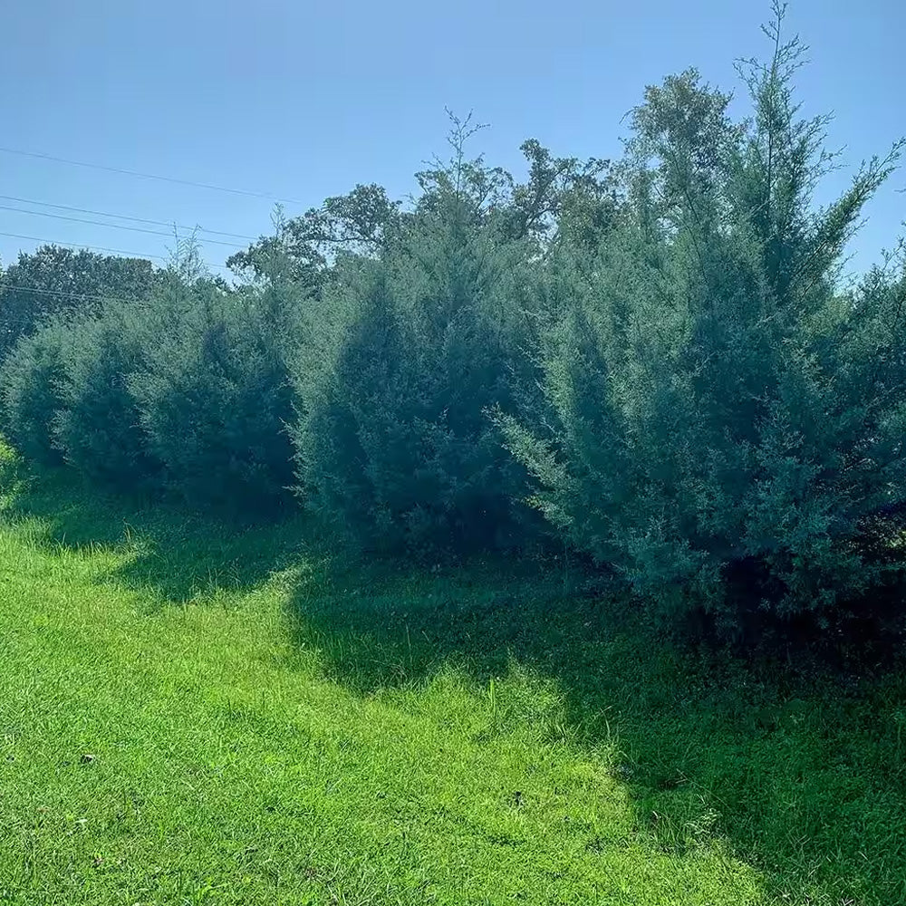 Cypress, Carolina Sapphire #7