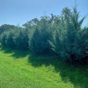 Cypress, Carolina Sapphire #7