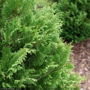 Cypress, Cedar Rapids #3