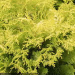 Load image into Gallery viewer, Cypress, Crippsii Golden Hinoki #5
