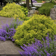 Cypress, Golden Charm #5