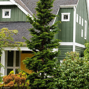 Cypress, Slender Hinoki #3