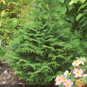 Cypress, Soft Serve #3