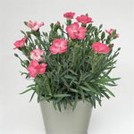Load image into Gallery viewer, Dianthus, EverLast Peach #1