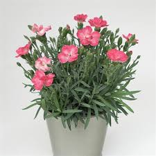 Dianthus, EverLast Peach #1