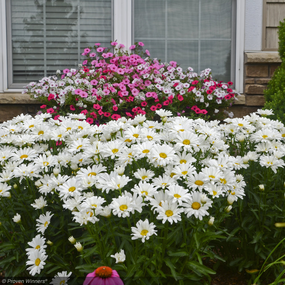 Daisy, Amazing Daisy May #1 – Greenwood Creek Nursery