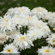 Daisy, Amazing Marshmallow #1