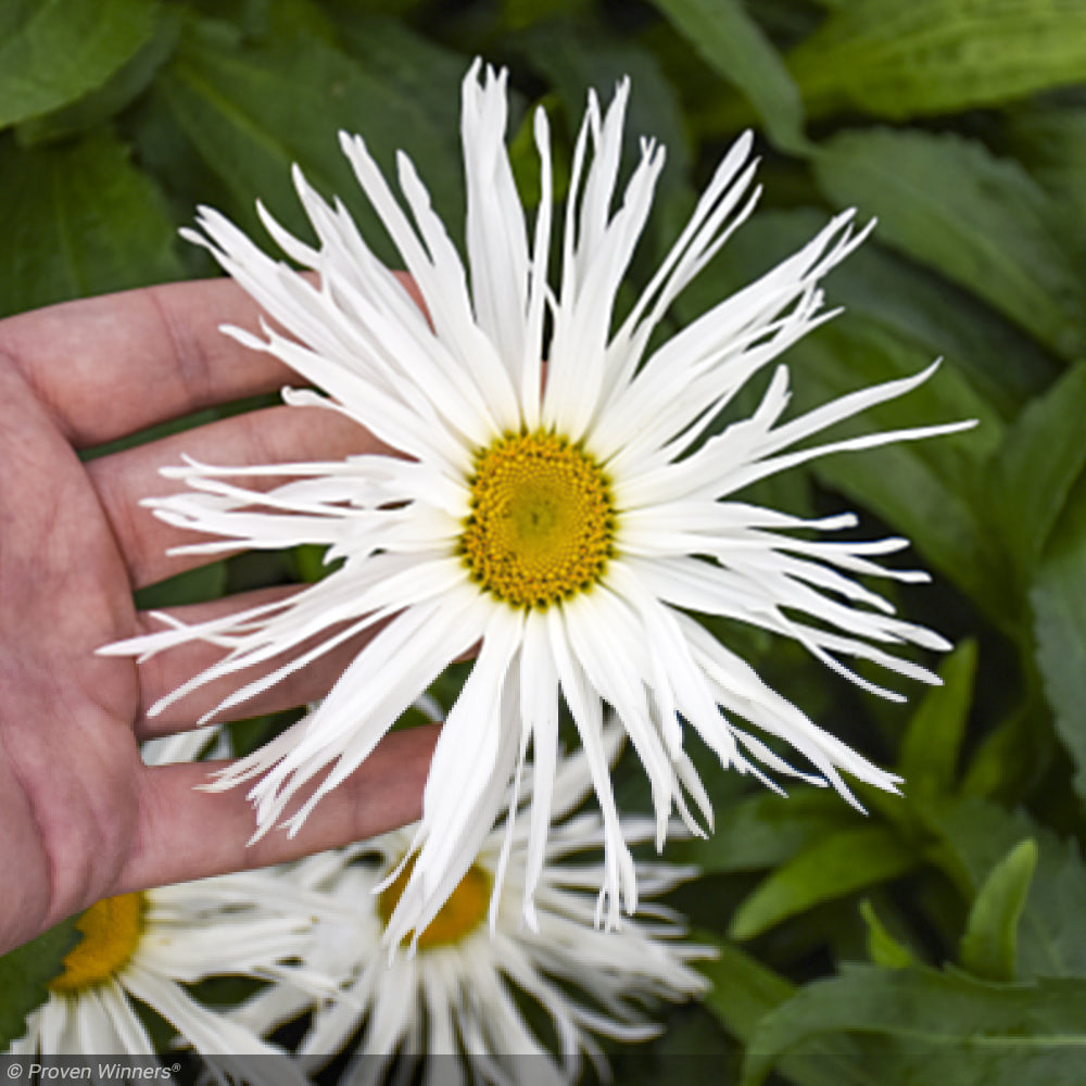 Daisy, Amazing Spun Silk #1