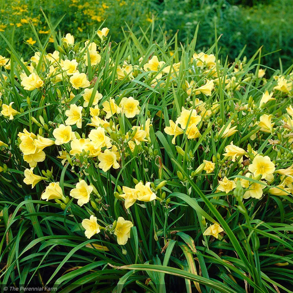 Daylily, Gail's Fragrant Treasure #1