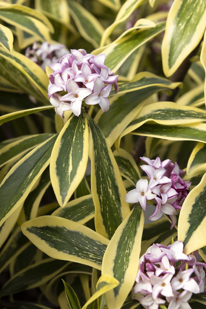 Daphne, Banana Split #2