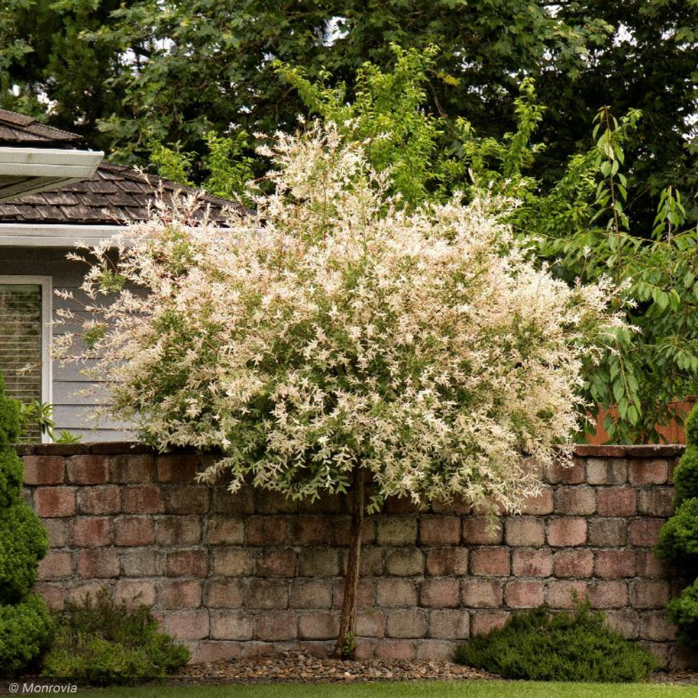 Dapple Tree Dappled Willow Hakuro-Nishiki #7 PT – Greenwood Creek Nursery