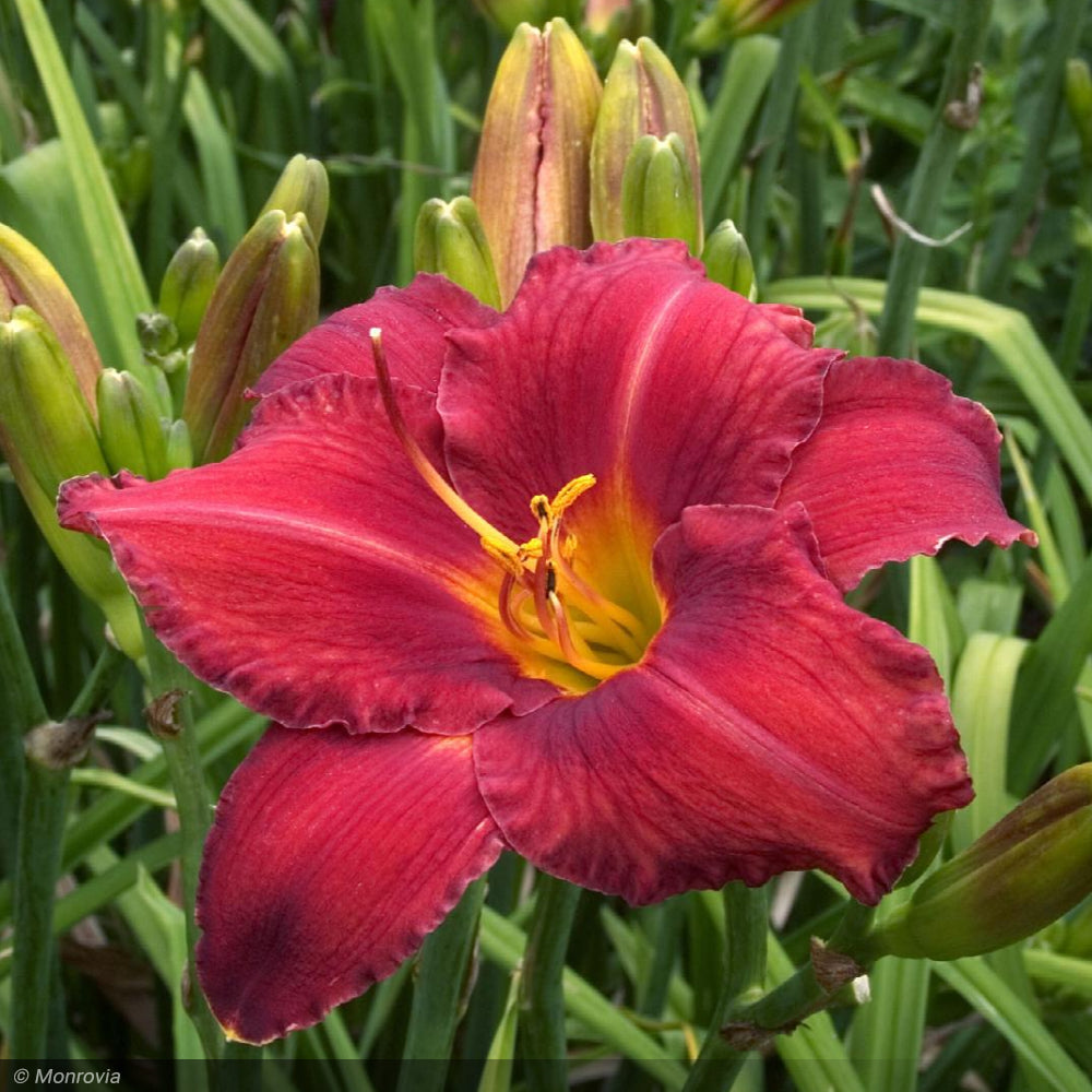 Daylily, Chicago Apache #1