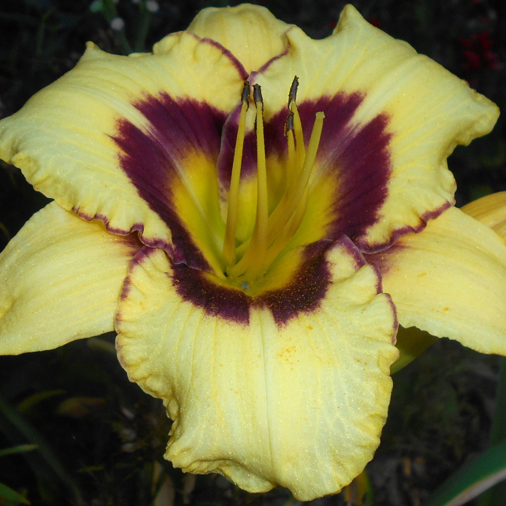 Daylily, El Desperado #1