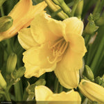 Load image into Gallery viewer, Daylily, Happy Returns

