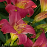 Load image into Gallery viewer, Daylily, Little Business
