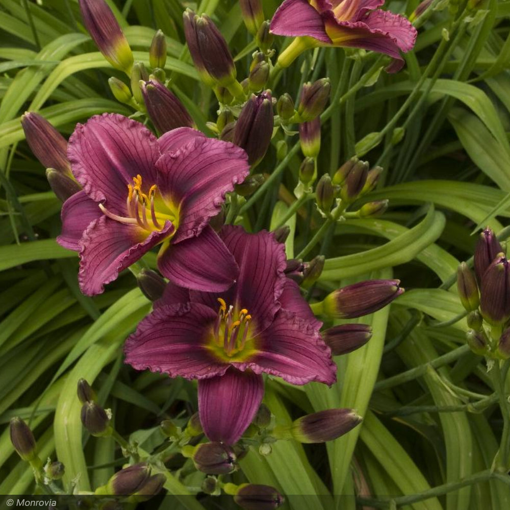 Daylily, Little Grapette #1