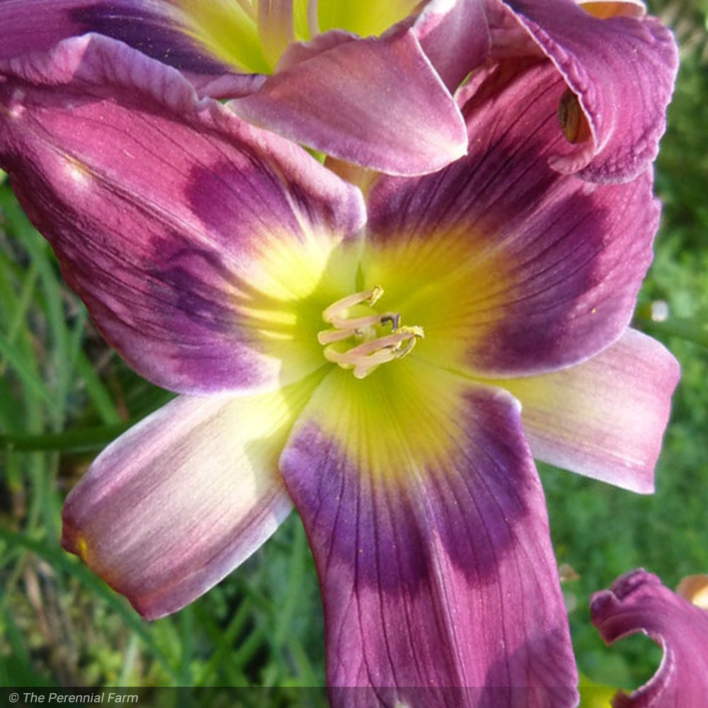 Daylily, Magic Dancer #1