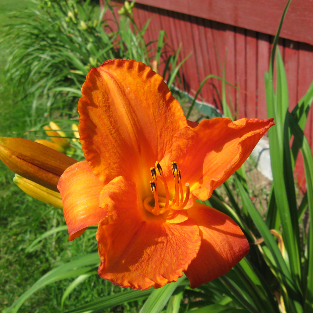 Daylily, Mauna Loa #2