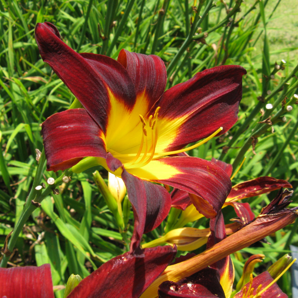 Daylily, Ming Toy #1