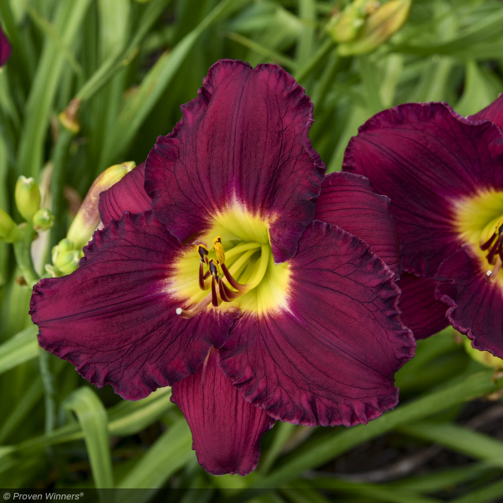 Daylily, Rainbow Rhythm Nosferatu #2