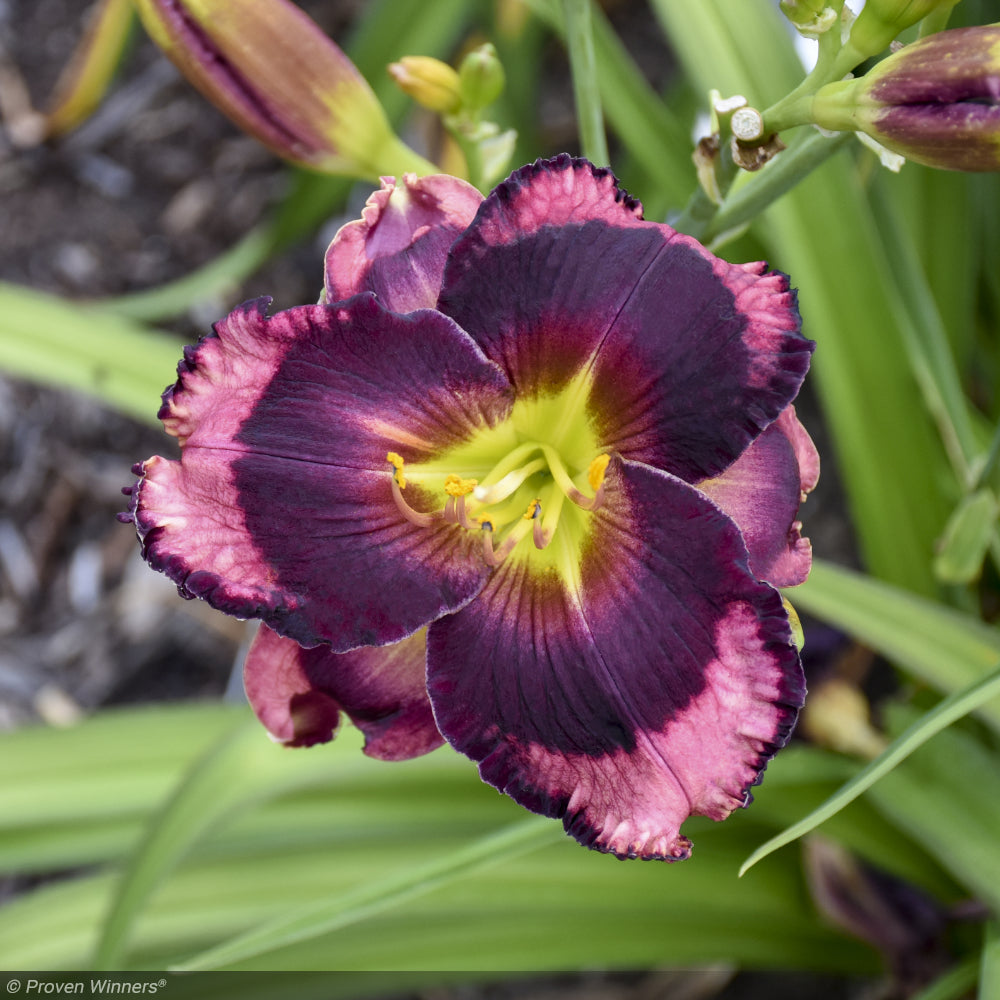 Daylily, Rainbow Rhythm Storm Shelter #2