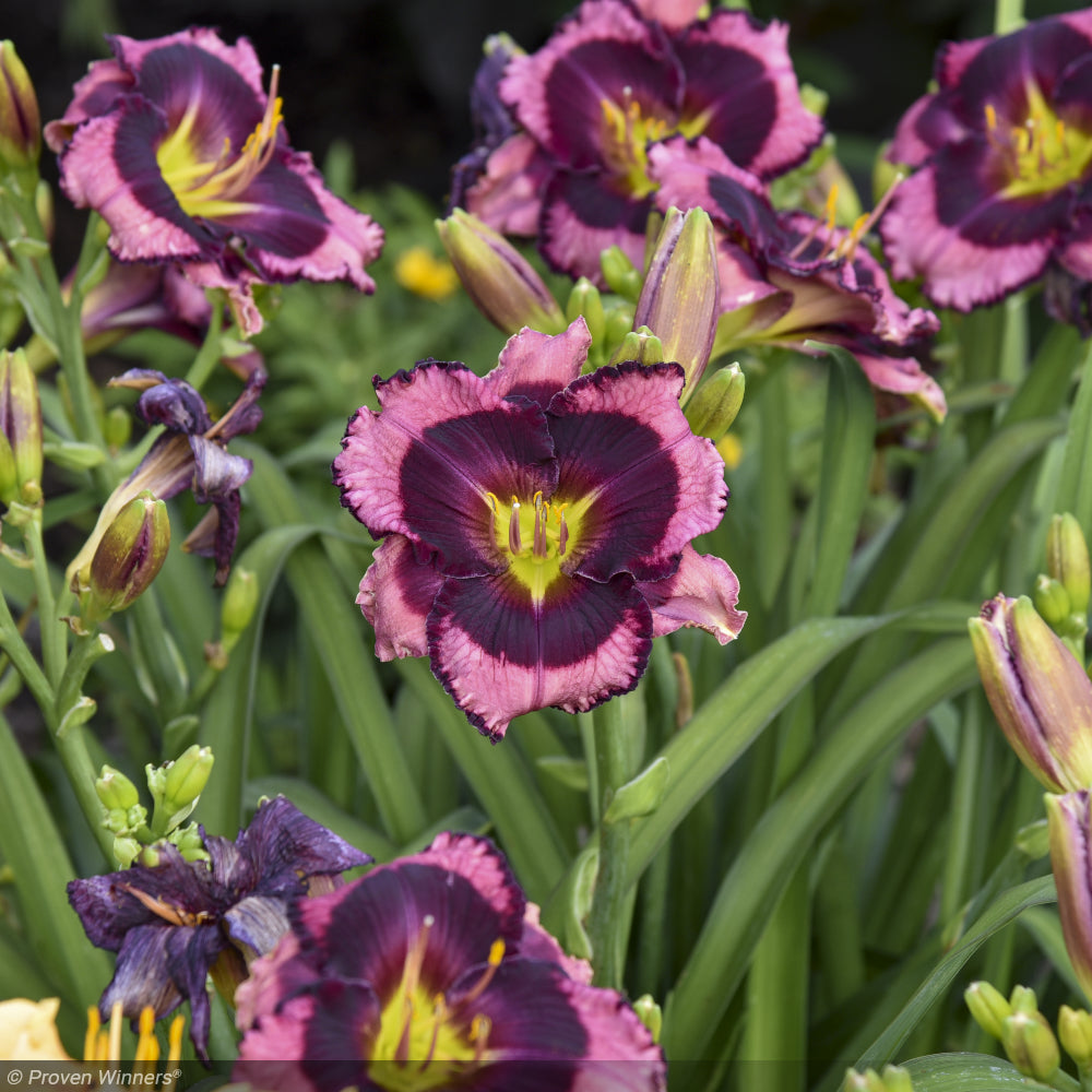 Daylily, Rainbow Rhythm Storm Shelter #2