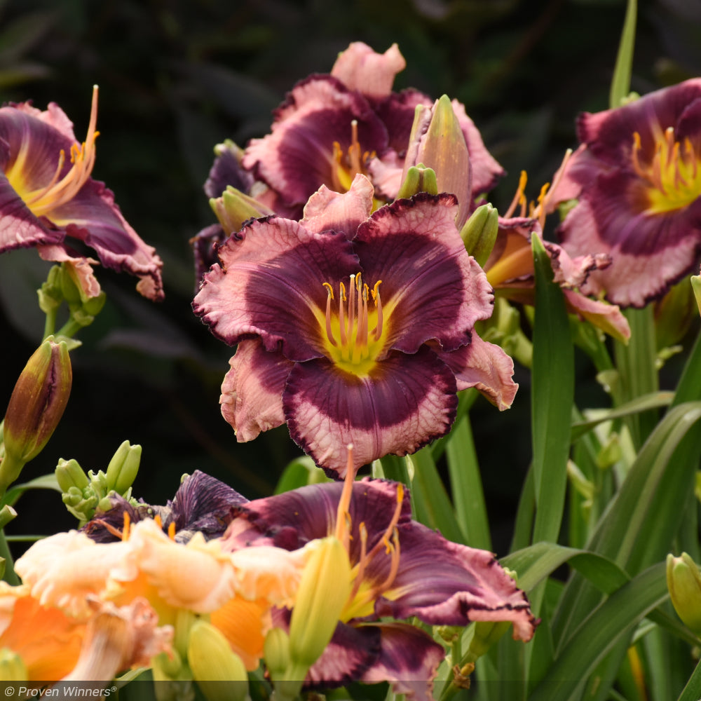 Daylily, Rainbow Rhythm Storm Shelter #2