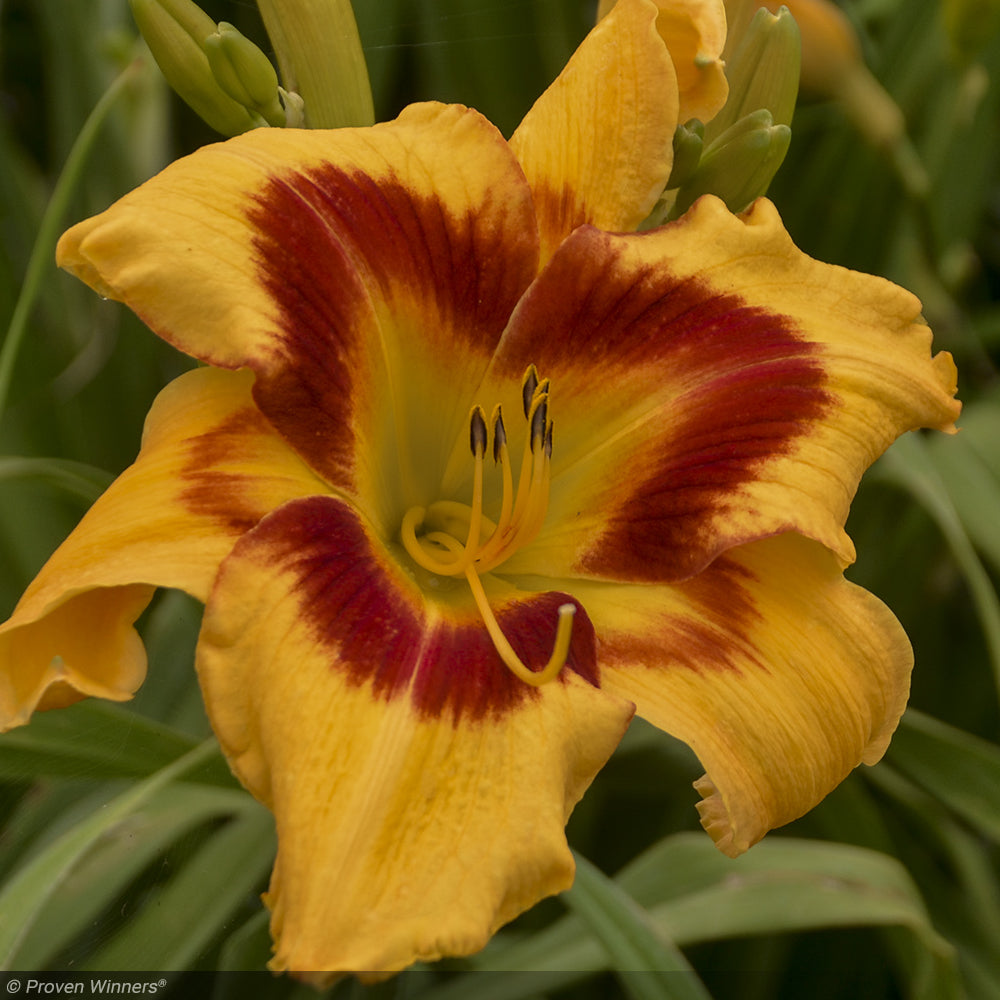 Daylily, Rainbow Rhythm Tiger Swirl #2