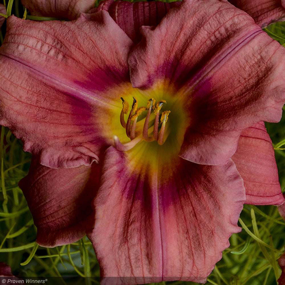 Daylily, Rosy Returns #1