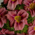 Load image into Gallery viewer, Daylily, Rosy Returns #1
