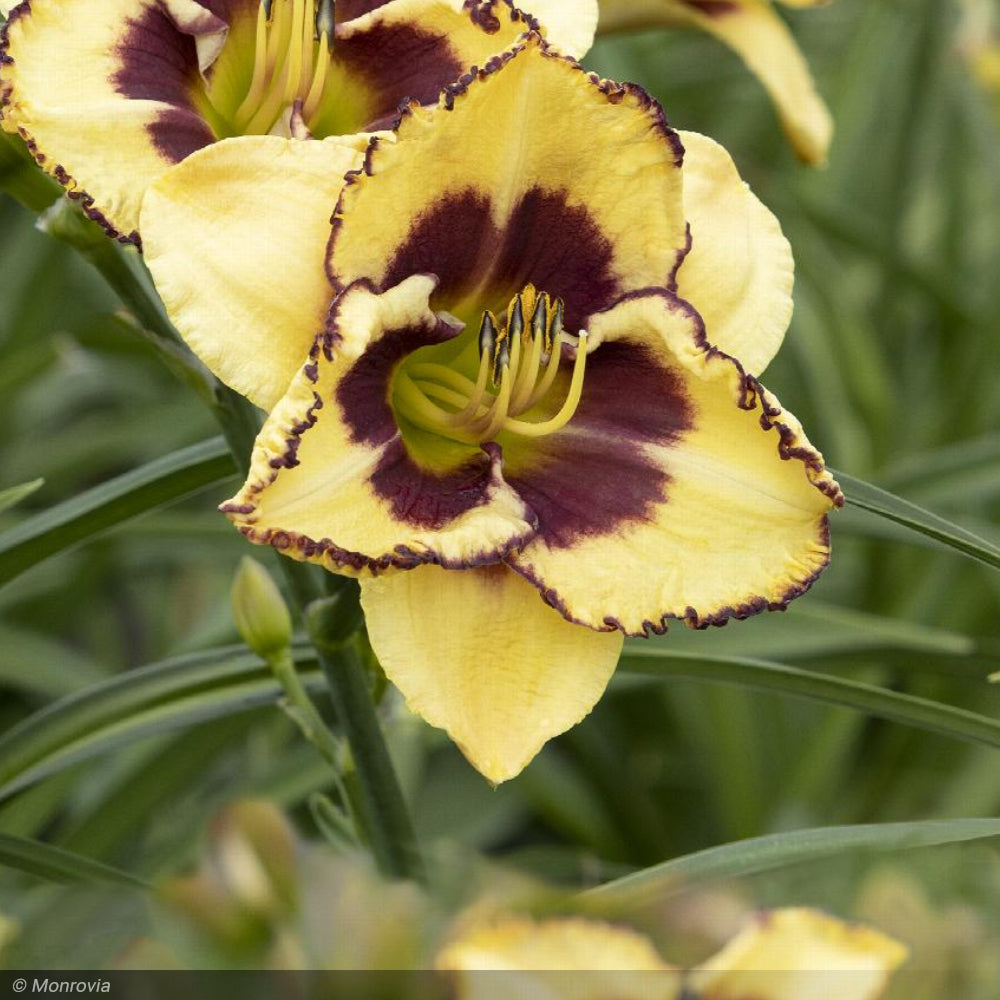 Daylily Skye Blazing #1