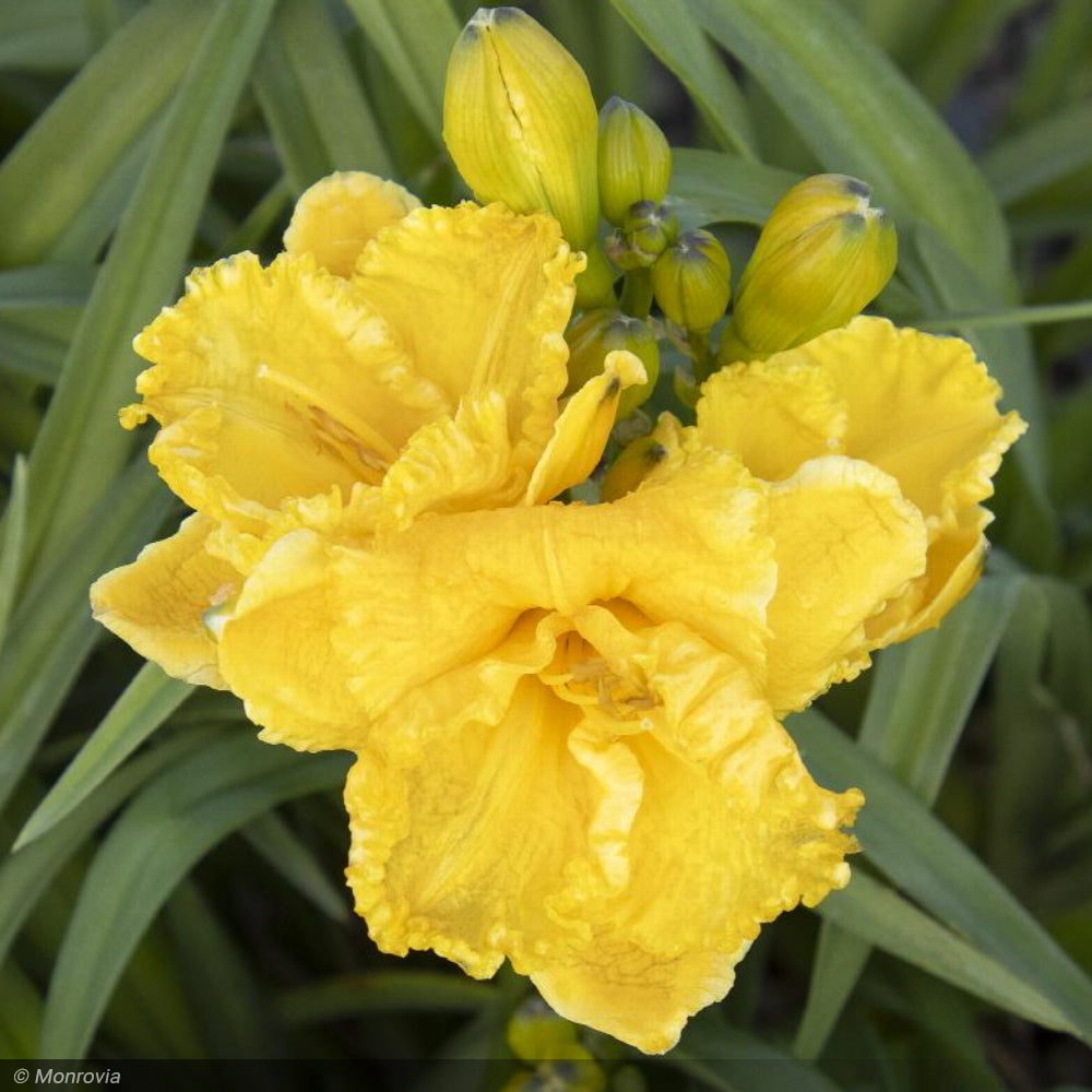 Daylily, Skye Saffron #1