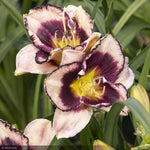 Load image into Gallery viewer, Daylily, Skye Stormy #1
