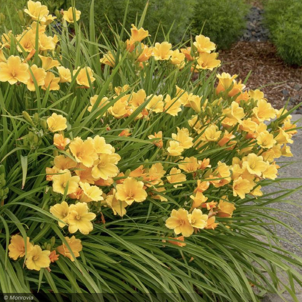 Daylily, Stella de Oro #1