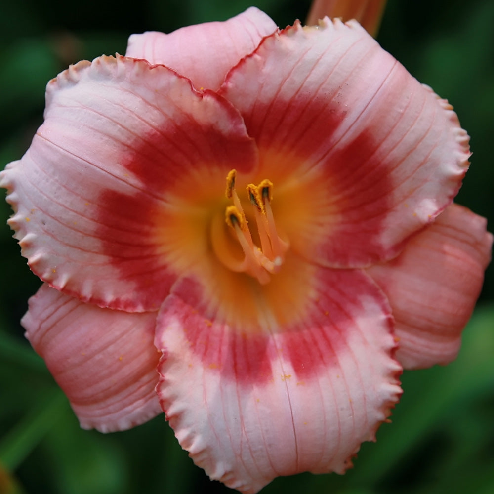 Daylily, Strawberry Candy #2