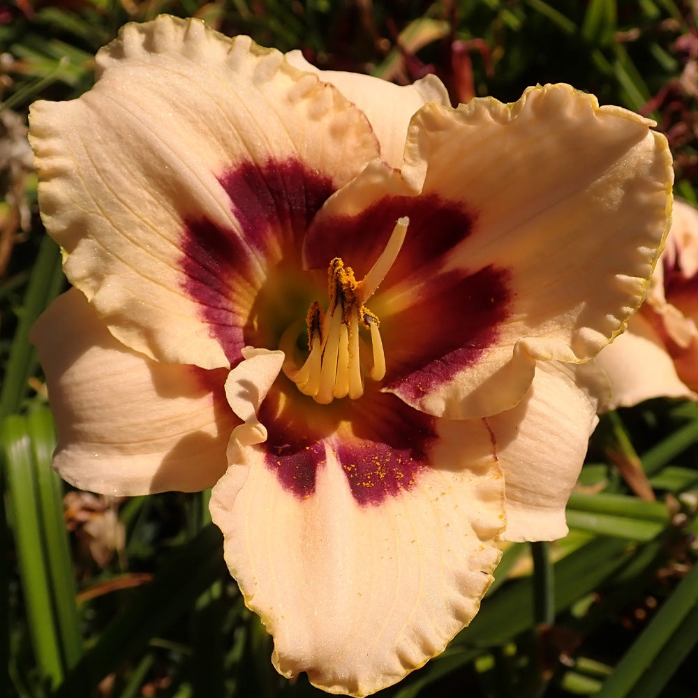 Daylily, Wineberry Candy #1