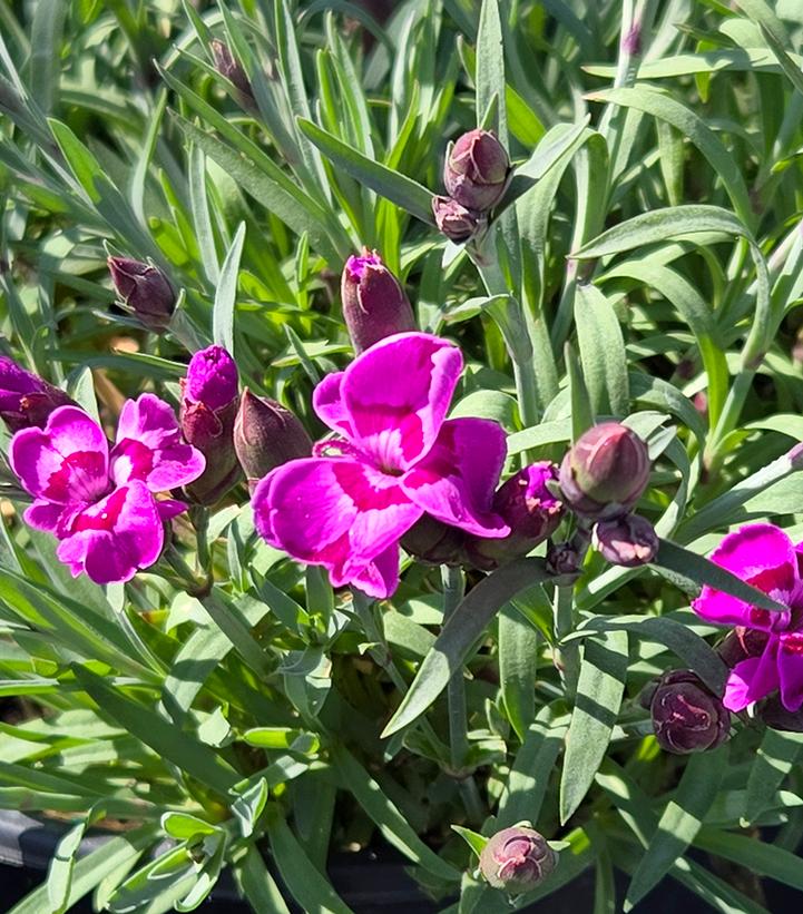 Dianthus, Everlast Violet Blue #1