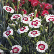 Dianthus, American Pie Berry A La Mode #1
