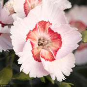 Dianthus, American Pie Georgia Peach #1