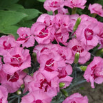 Load image into Gallery viewer, Dianthus, Angel of Hope #1
