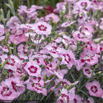 Load image into Gallery viewer, Dianthus, Angel of Peace #1
