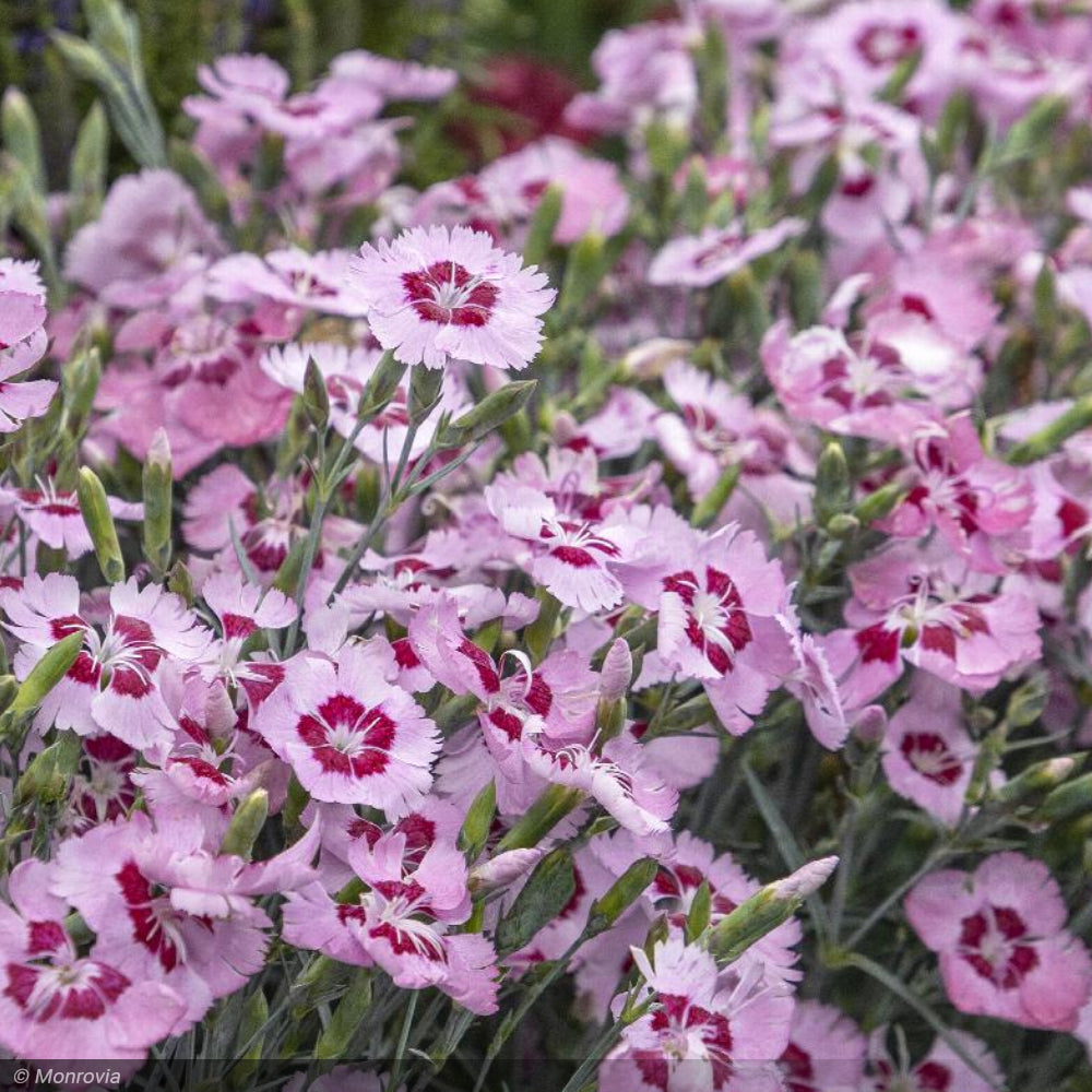 Dianthus, Angel of Peace #1