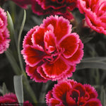 Load image into Gallery viewer, Dianthus, EverLast Burgundy Blush #1
