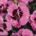 Load image into Gallery viewer, Dianthus, EverLast Lavender Eye #1