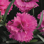 Load image into Gallery viewer, Dianthus, Everlast Orchid #1