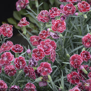 Dianthus, Fruit Punch Black Cherry Frost #1