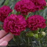 Dianthus, Fruit Punch Cranberry Cocktail #1